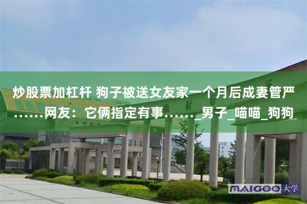 炒股票加杠杆 狗子被送女友家一个月后成妻管严……网友：它俩指定有事……_男子_喵喵_狗狗