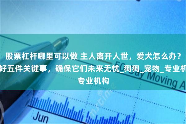 股票杠杆哪里可以做 主人离开人世，爱犬怎么办？做好五件关键事，确保它们未来无忧_狗狗_宠物_专业机构