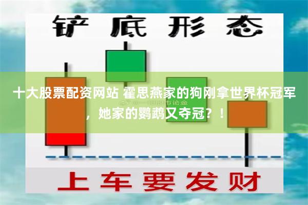 十大股票配资网站 霍思燕家的狗刚拿世界杯冠军，她家的鹦鹉又夺冠？！