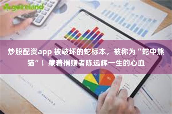 炒股配资app 被破坏的蛇标本，被称为“蛇中熊猫”！藏着捐赠者陈远辉一生的心血